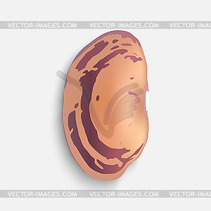 Pinto bean - vector clip art