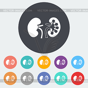 Human Kidney - vector clip art