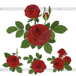 Pink roses bouquet with leaves - vector image