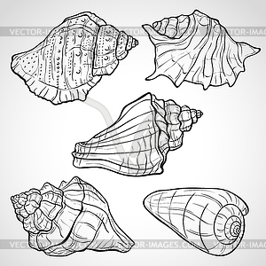 Seashells - vector clipart / vector image