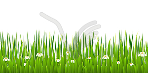 Green grass with blooming chamomiles - vector clipart