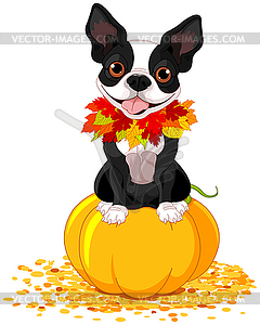 Boston Terrier - vector clip art