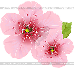 Cherry blossom flowers - vector image