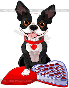 Valentine day Boston terrier - vector clip art