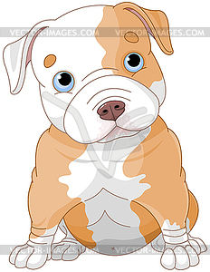 Pitbull puppy - vector clipart