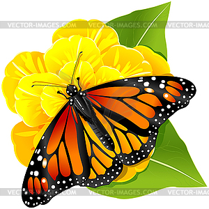 Monarch Butterfly on Flower - vector image