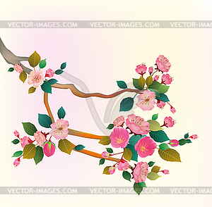 Sakura .Evening in the garden blooming cherry - vector image