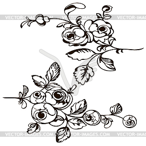 Drawing pattern flower, painting closeup rose - royalty-free vector image