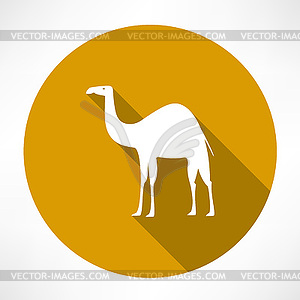 Camel icon - vector image