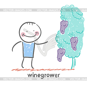 Winegrower looks at grapes - vector image