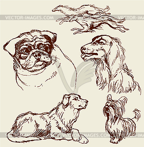 Set of Dogs - Labrador retriever, hound, pug, - vector clip art