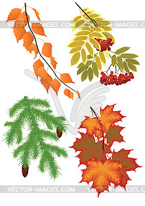 Branch of autumn tree - vector image