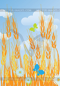 Field of ripe wheat ears - color vector clipart