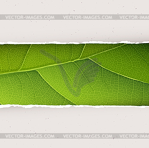 Green leaf texture under torn paper plates. , EPS10 - vector clipart / vector image