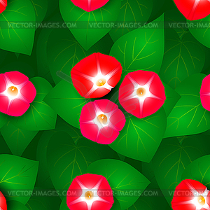 Seamless pattern with ipomoea flowers - vector image