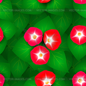 Seamless pattern with ipomoea flowers - vector clipart