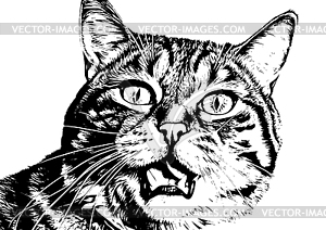 Surprised cat with bie eyes and open mouth, black - vector clipart