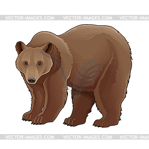 Mean Bear Stock Illustrations – 148 Mean Bear Stock Illustrations, Vectors  & Clipart - Dreamstime