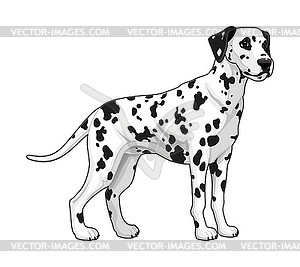 Dalmatian - vector image