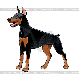 Dobermann Pinscher - vector image