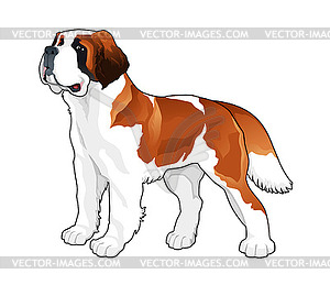 Saint Bernard - vector image