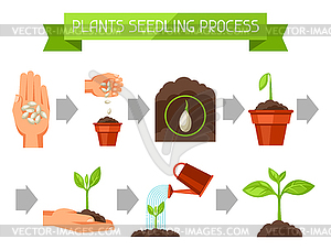 Seedling infographics with phases of plant growth. - vector image