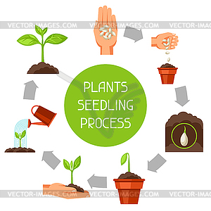 Seedling infographics with phases of plant growth. - vector image