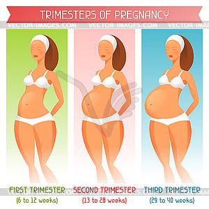 Триместры беременности. для веб-сайтов, журналов - рисунок в векторе