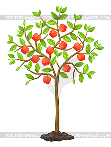 Fruit tree with apples. for agricultural booklets, - vector image