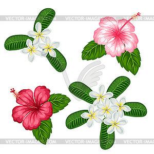 Set of tropical flowers hibiscus and plumeria. - vector clipart