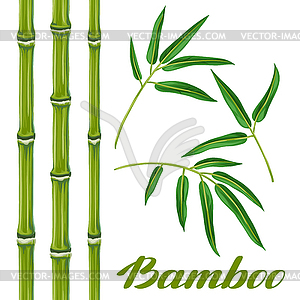 Набор бамбуковых растений и листьев. Объекты для - цветной векторный клипарт