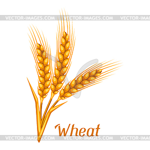 Bunch of wheat, barley or rye ears. Agricultural - color vector clipart