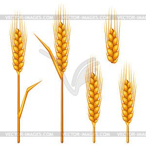 Ears of wheat, barley or rye. Agricultural image fo - vector clip art