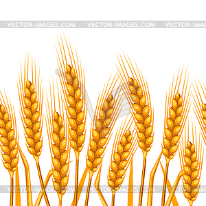 Seamless pattern with wheat. Agricultural image - royalty-free vector clipart
