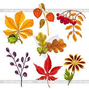 Set of stylized autumn leaves and plants. Objects - vector image