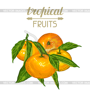 Background with mandarins. Tropical fruits and - vector clipart