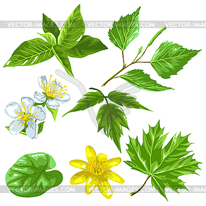 Spring green leaves and flowers. Set of plants, - vector image