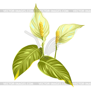 Bouquet of two decorative flowers spathiphyllum - vector clip art