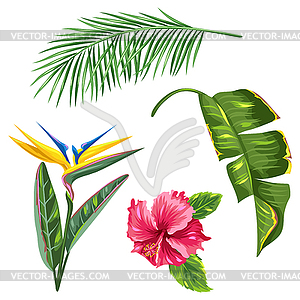 Tropical leaves and flowers set. Palms branches, - vector clipart