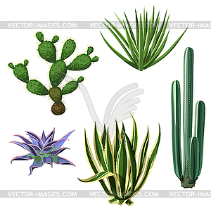 Cactuses and succulents set. Plants of desert - vector clipart