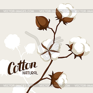 Background with cotton bolls and branches. Stylized - vector clipart