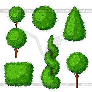 Boxwood topiary garden plants. Set of decorative - vector image