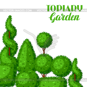 Boxwood topiary garden plants. Background with - vector clipart