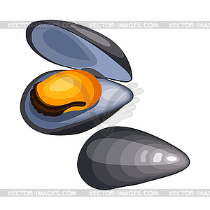 Mussels in shell. seafood - vector image