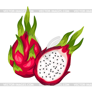 Dragon fruit . tropical plant - royalty-free vector clipart