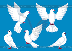 Set of five white doves. Beautiful pigeons faith an - vector clipart