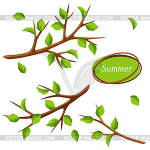 Летний набор с ветвей деревьев и зеленых листьев. - стоковый клипарт