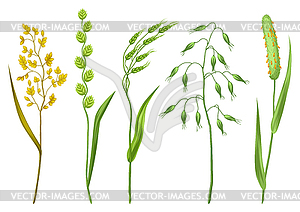 Set of herbs and cereal grass. Floral collection - vector image