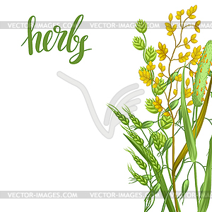 Background with herbs and cereal grass. Floral - vector clipart