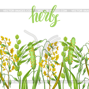 Seamless border with herbs and cereal grass. - vector image